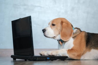 komik Beagle köpek dizüstü bilgisayar ekranına bakar ve klavyede onun pençeleri tutar