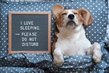 Köpek Beagle komik uyku, yazıt ile tahta yanındaki yastık uyku seviyorum. Lütfen rahatsız etmeyin