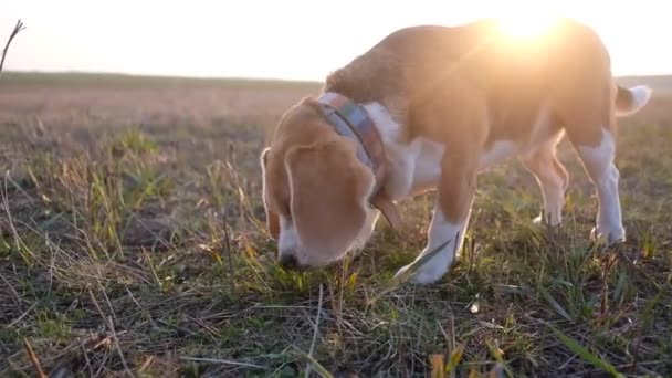 ビーグル犬は 夕暮れ時に草原の散歩中に最初の春の草を食べる — ストック動画