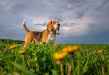 Sarı karahindiba ile alanında baharda bir yürüyüş beagle köpek