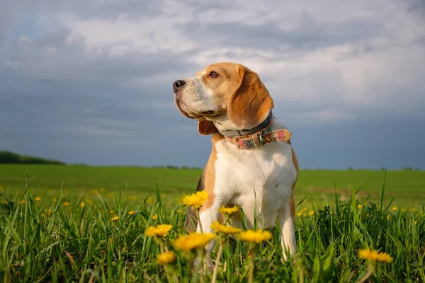 Beagle perro en un paseo en la primavera en el campo con dientes de león amarillo —  Fotos de Stock