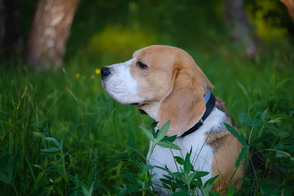 Porträtt av en hund i en sommar Park. Beagle på en promenad på en sommarkväll i det gröna gräset — Stockfoto