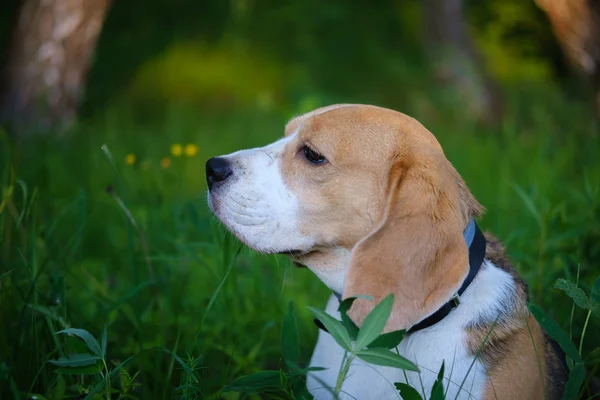 Porträtt av en hund i en sommar Park. Beagle på en promenad på en sommarkväll i det gröna gräset — Stockfoto