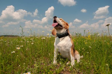 Çiçek açan papatyalar ile yeşil bir çayır sıcak bir yaz gününde bir yürüyüşe Beagle köpek