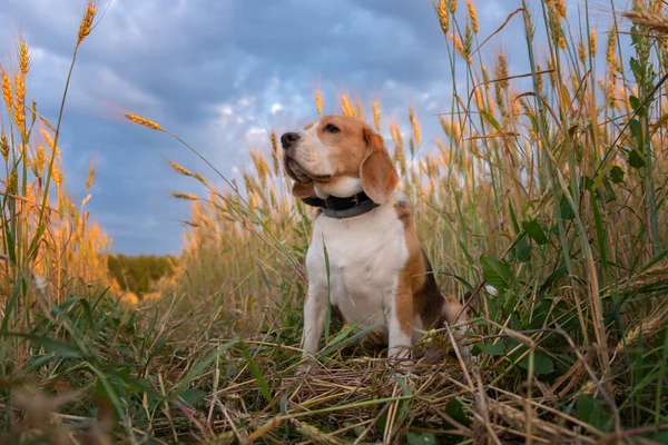 夏天的晚上，黑麦的耳朵里有小猎犬 — 图库照片