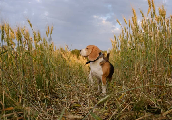 Cão beagle entre as orelhas de centeio em uma noite de verão — Fotografia de Stock