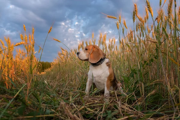 Chien aigle parmi les épis de seigle un soir d'été — Photo