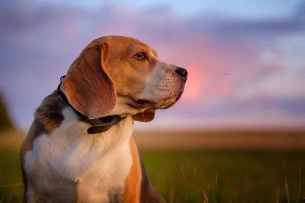 Portrait d'un chien Beagle sur le fond d'un beau ciel couchant en été après la pluie tout en marchant dans la nature — Photo