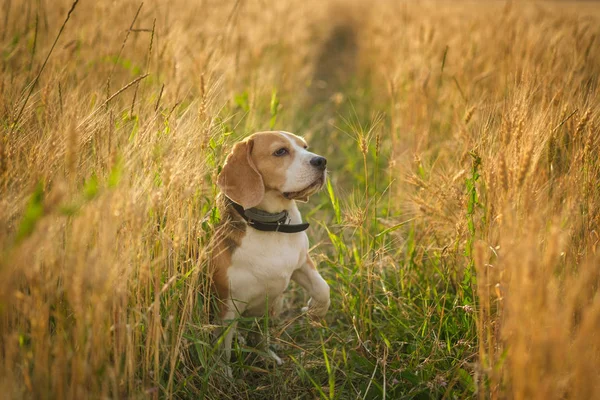 Pies Beagle wśród uszu żyta na letni wieczór — Zdjęcie stockowe