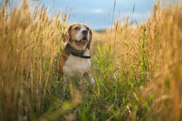 Chien aigle parmi les épis de seigle un soir d'été — Photo