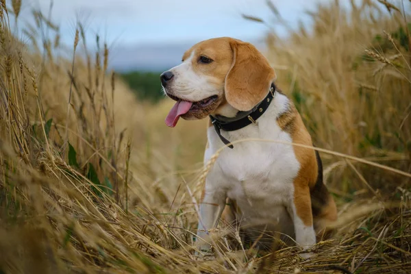 Cão beagle entre as orelhas de centeio em uma noite de verão — Fotografia de Stock