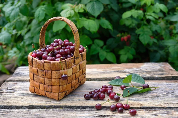 Свежесобранные спелые вишни в красивой винтажной корзине березы на деревянном столе из старых досок — стоковое фото