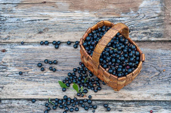 Vers geplukt zwarte bessen in Vintage rieten mand op oude houten planken — Stockfoto