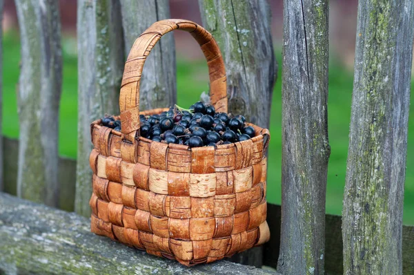 Свежесобранные ягоды черной смородины в винтажной плетеной корзине на старых деревянных досках — стоковое фото