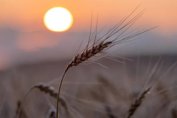 Ear of ripe rye against the background of the circle of the setting sun on a summer evening — Stock Photo, Image