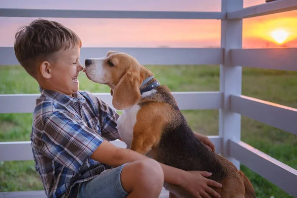 Милый мальчик и собака Бигл сидят обнимаясь на веранде дома в летний вечер против заката — стоковое фото
