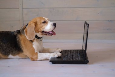 komik Beagle köpek dizüstü ekrana bakar ve ahşap zemin üzerinde yatan klavye onun pençeleri tutar