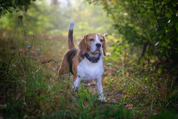 Beagle hund på en promenad i parken på morgonen i dimman — Stockfoto