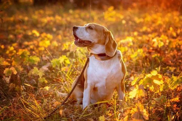 Portret van een hondenras beagle in het herfst Park bij zonsondergang. Beagle op een achtergrond van fel geel blad — Stockfoto