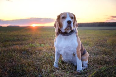 köpek ırkı Beagle batan güneşin arka planında sonbaharda bir çayırda oturan