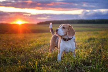 Güzel bir günbatımı gökyüzü nün arka plan üzerinde bir beagle köpek portresi. doğada yürürken beagle