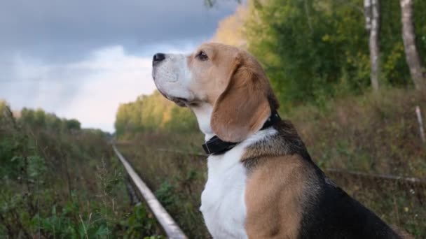 Σκύλος Του Μπιγκλ Περπατάει Στο Πάρκο Του Φθινοπώρου Σκύλος Μυρίζει — Αρχείο Βίντεο