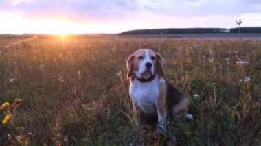 Beagle köpek güzel gün batımı arka planda bir çayır oturur