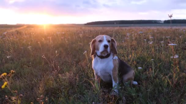 Σκυλόσκυλο Κάθεται Ένα Λιβάδι Στο Φόντο Του Όμορφου Ηλιοβασιλέματος — Αρχείο Βίντεο