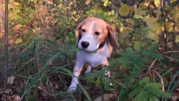 ビーグル犬は 黄色の葉を背景に秋の日に公園で緑の草を食べる — ストック動画