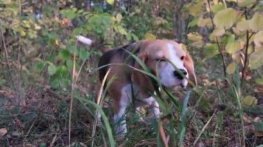 Beagle köpek sarı yeşillik arka planda sonbahar gününde Park yeşil çim yiyor