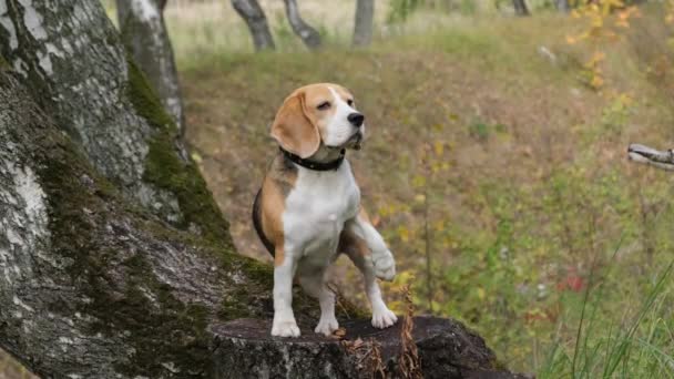 Beagle Köpek Sarı Yaprakları Ile Sonbahar Park Bir Yürüyüş — Stok video