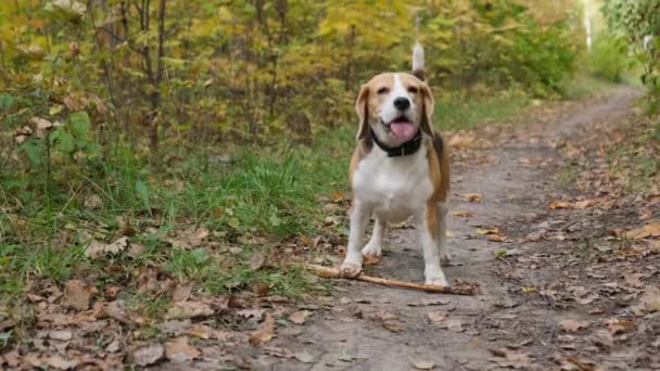 Beagle Köpek Sarı Yaprakları Ile Sonbahar Park Bir Yürüyüş — Stok video