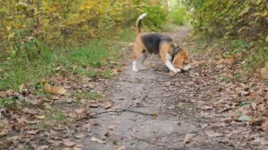 Beagle köpek bir sopa ile oynuyor