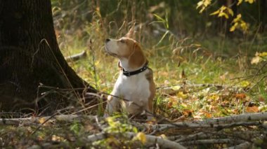 Beagle köpek Güneşli bir günde sarı yaprakları ile güzel bir sonbahar akçaağaç altında Park'ta yürüyor