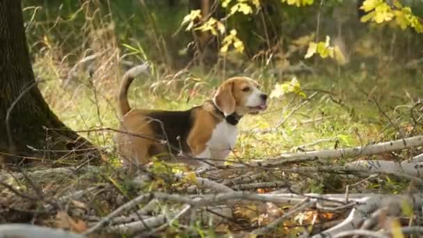 ビーグル犬は晴れた日に黄色の葉と美しい秋のカエデの下で公園を歩きます — ストック動画