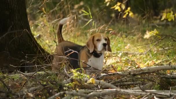 Beagle Dog Walks Park Beautiful Autumn Maple Yellow Leaves Sunny — Stock Video