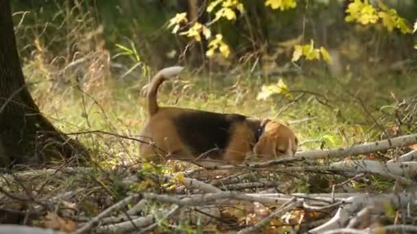 Beagle Pes Chodí Parku Pod Krásným Podzimním Javorkem Žlutými Listy — Stock video