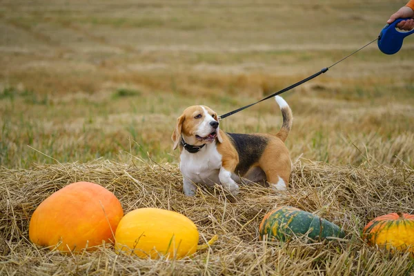 Beagle dog on a leash walks through the autumn field with straw colorful pumpkins. female hand holding a dog leash