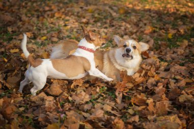 Welsh Corgi ve Jack Russell sonbahar parkında oynuyorlar.