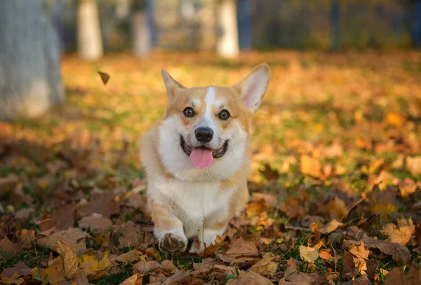 Walijski pies Corgi na spacerze w pięknym jesiennym parku z żółtymi liśćmi — Zdjęcie stockowe