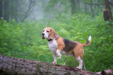 Komik köpek Beagle yaz parkında yürüyüşe çıkmış Yoğun bir siste sabah