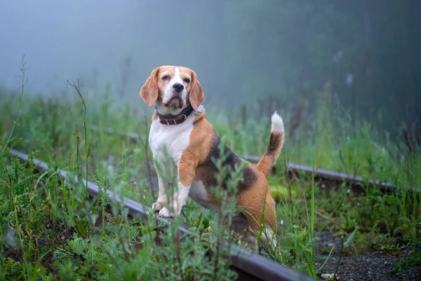 Komik köpek Beagle yaz parkında yürüyüşe çıkmış Yoğun bir siste sabah
