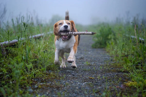 Lustiger Hund Beagle Beim Morgendlichen Spaziergang Sommerpark Dichten Nebel — Stockfoto