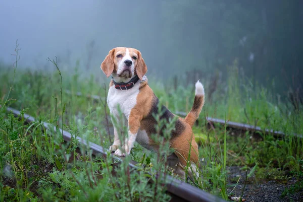 面白い犬ビーグルは厚い霧の中で朝の夏の公園で散歩 ストックフォト