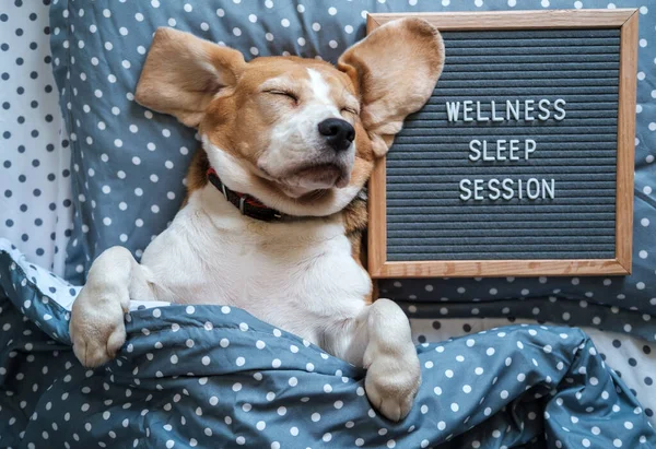 英語のウェルネス睡眠セッションの碑文を持つフェルト板の横にある枕の上にビーグルの品種の面白い犬が眠る ロイヤリティフリーのストック写真