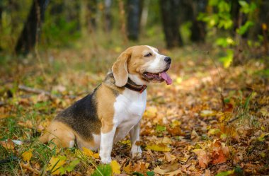 Beagle köpeği sonbahar parkında yürüyüşe çıktı.