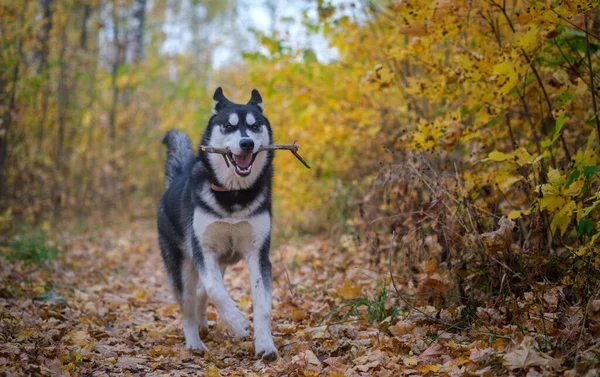 Syberyjski Pies Husky Spacerze Jesiennym Parku Żółtymi Liśćmi — Zdjęcie stockowe