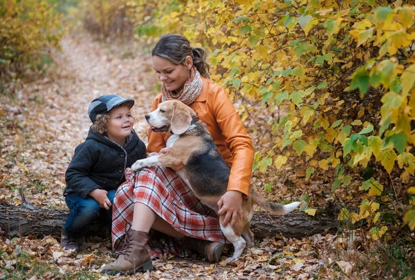 Belle Jeune Femme Avec Garçon Mignon Promener Chien Beagle Dans Images De Stock Libres De Droits