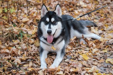 Sonbahar Parkı 'nda sarı yapraklarla yürüyüşe çıkmış Sibirya köpeği.