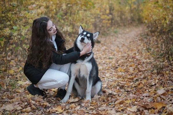 beautiful young woman walks with a siberian husky dog in a beautiful autumn park with yellow foliage